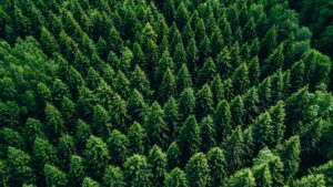 97-year-old wood gasification technology gets a second look as a Swedish inventor drives across Europe on forest fuel 19 cars
