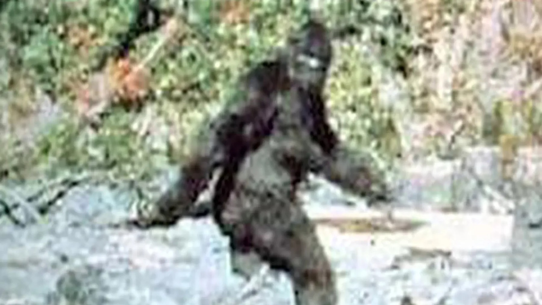 ADN testing solves Bigfoot mystery ― Finally we know who it was