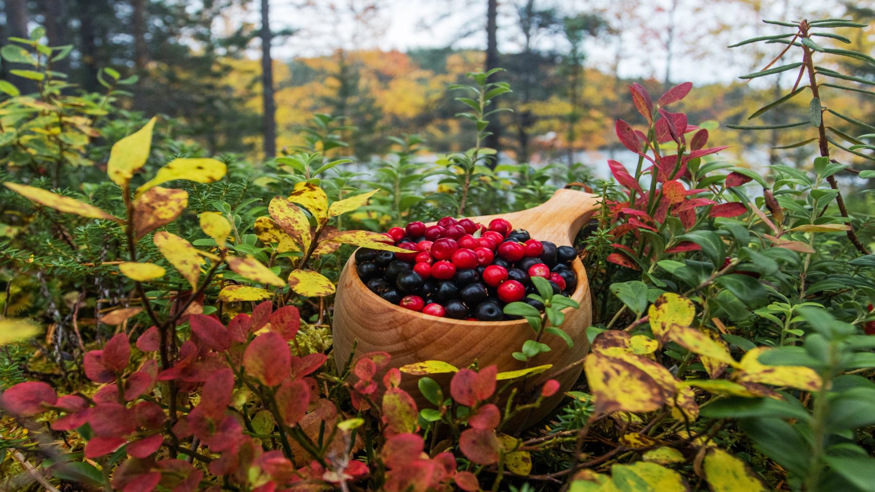 crowberries,superfruit