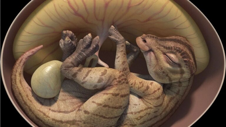 Dinosaur embryo found