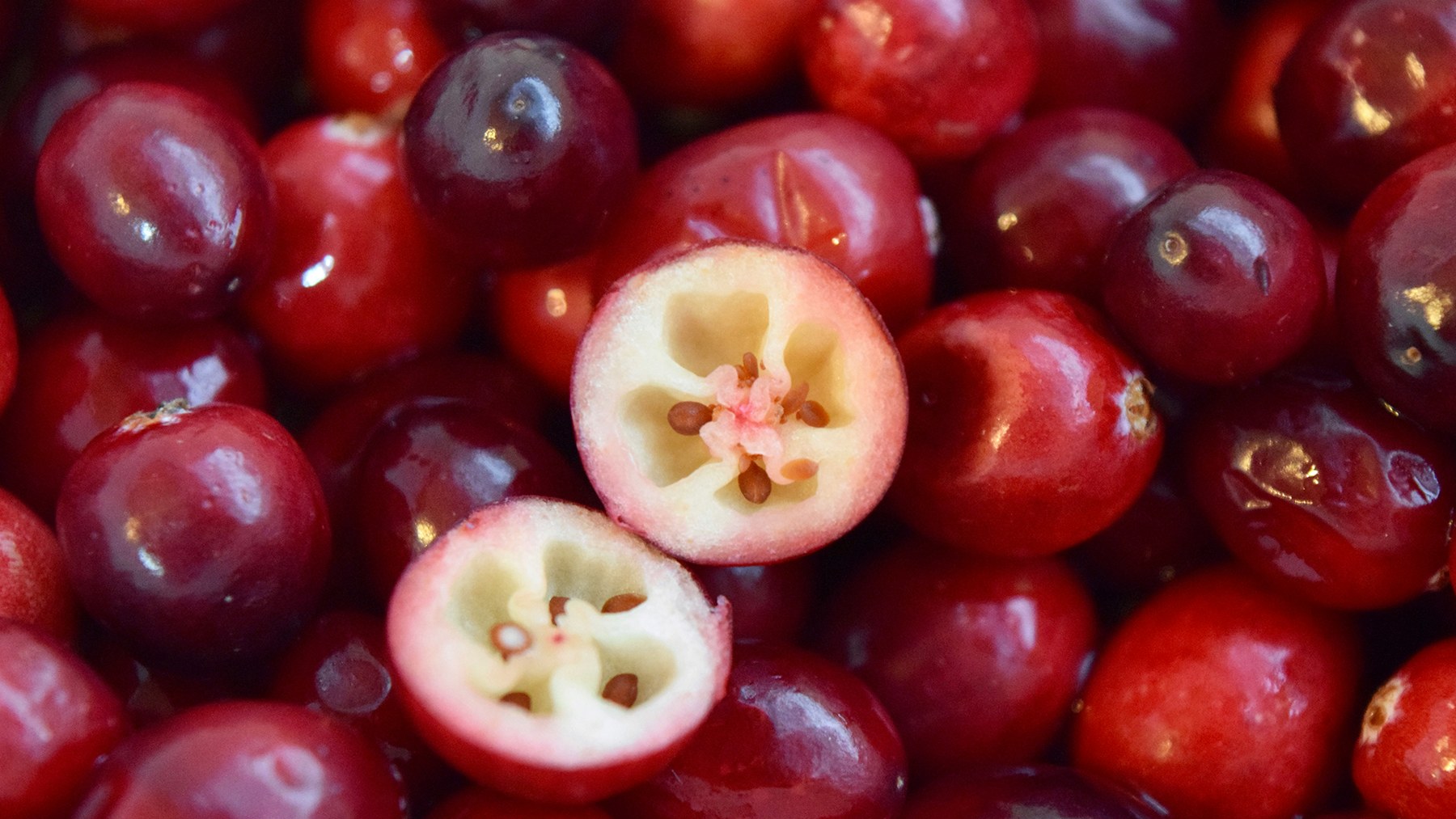 A new scarlet shield can boost your breakfast