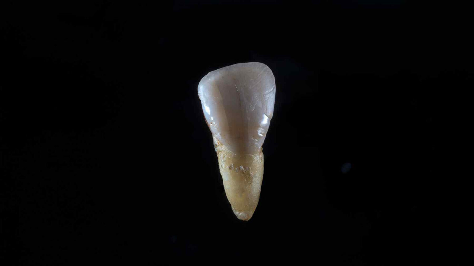 Experts find fossil teeth — Now they may rewrite human family tree ...