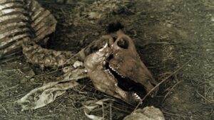 Plague DNA found in a 4,000-year-old sheep is rewriting what scientists thought they knew about humanity's oldest pandemic 42 4000 year old sheep