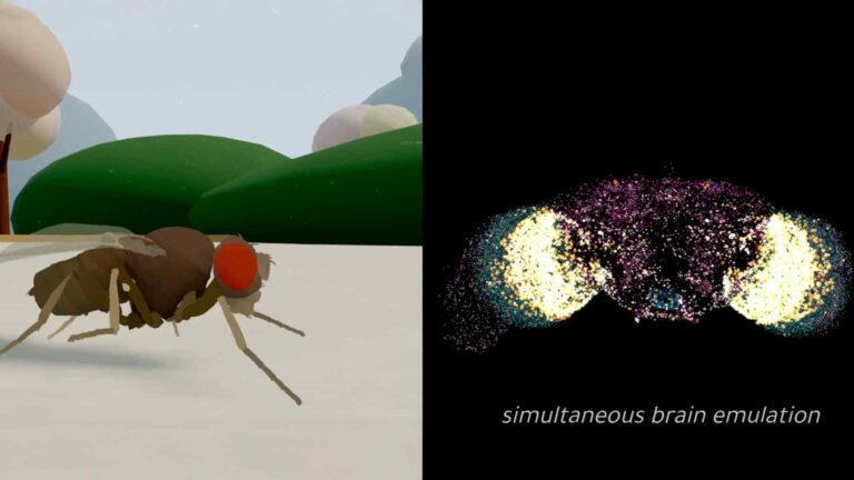 Fly neurons uploaded into computer