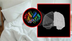 Some people sleep just a few hours and wake up fully energized — Scientists identify a rare mutation affecting only a tiny fraction of the population 32 New study over short sleep patterns