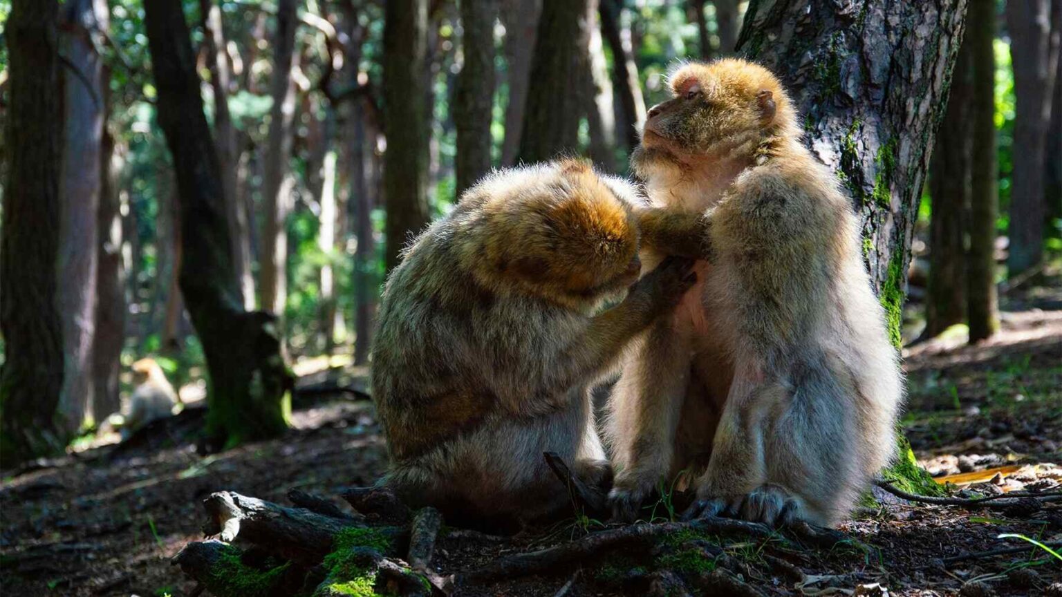 Experts discover that monkeys have complex social hierarchies and their ...