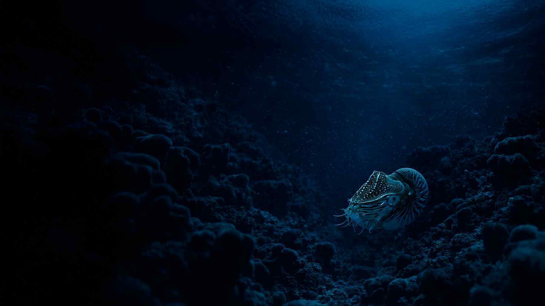 living fossil migration behavior