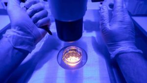 Inside every human cell, there’s a ‘sleeping’ alarm system: Scientists now know what wakes it up 24 Our cells have sleeping alarm systems