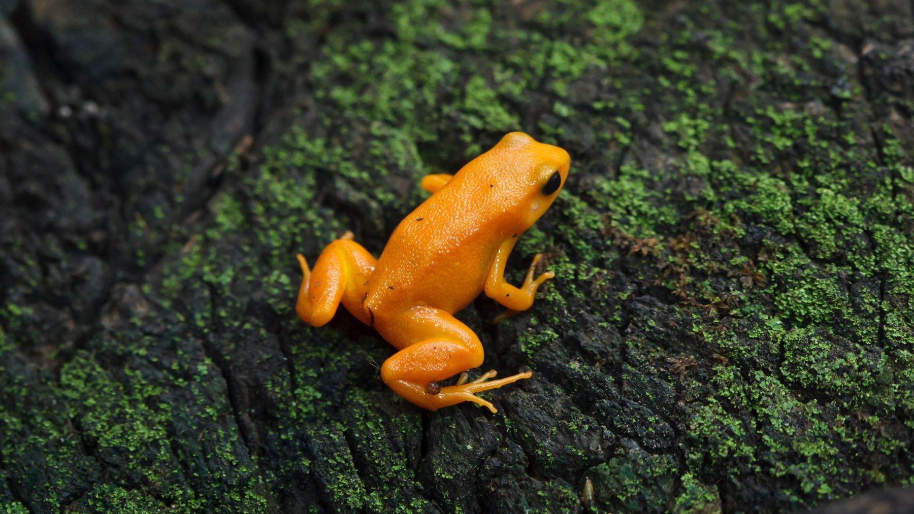 Golden frogs panama