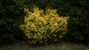 A Virginia teen cut down what looked like an ordinary bush but unexpectedly his face started peeling in the shower 19 sonny baccam mKwz 3FbaJk unsplash 1