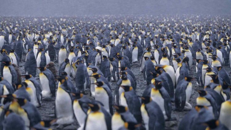 Penguins face crisis in Antarctica