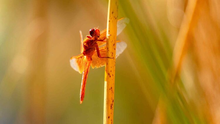 Insect sees so much more color