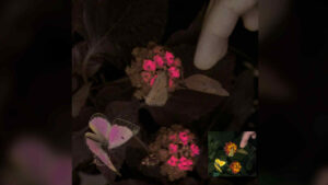 Scientists have built a camera that can ‘translate’ colors so you can see the world as animals do 4 New type of camera to perceive more color