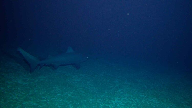 Ghostlike creatures found in Coral Sea