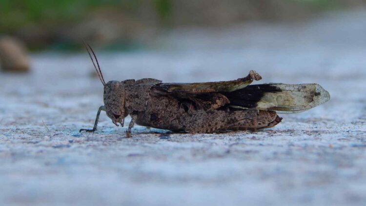 Arizona solar farm affecting grasshoppers