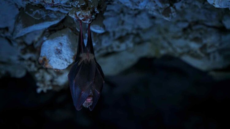 Blood-sucking animals bring disease north