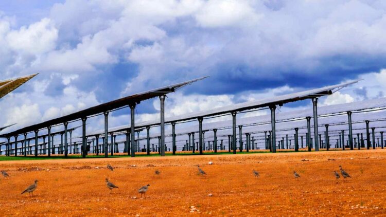 Birds flocking to solar farms in Australia