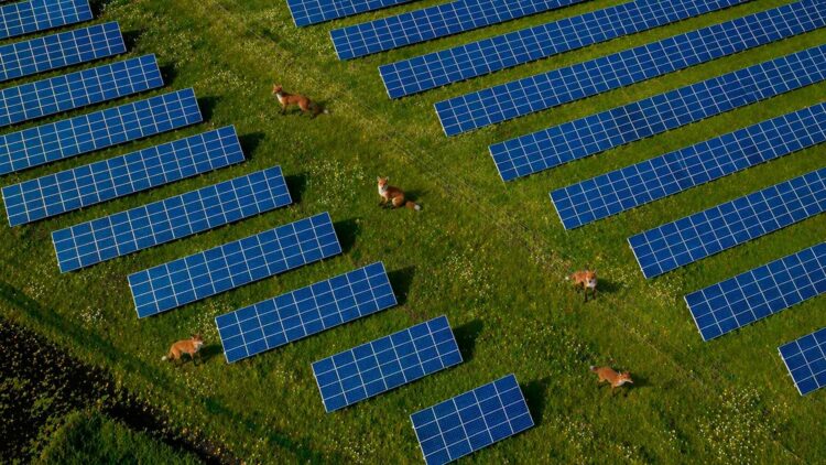 Fox using solar farm as habitat