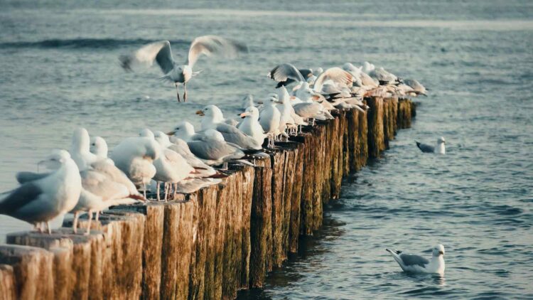 Seabirds avoiding wind turbines globally