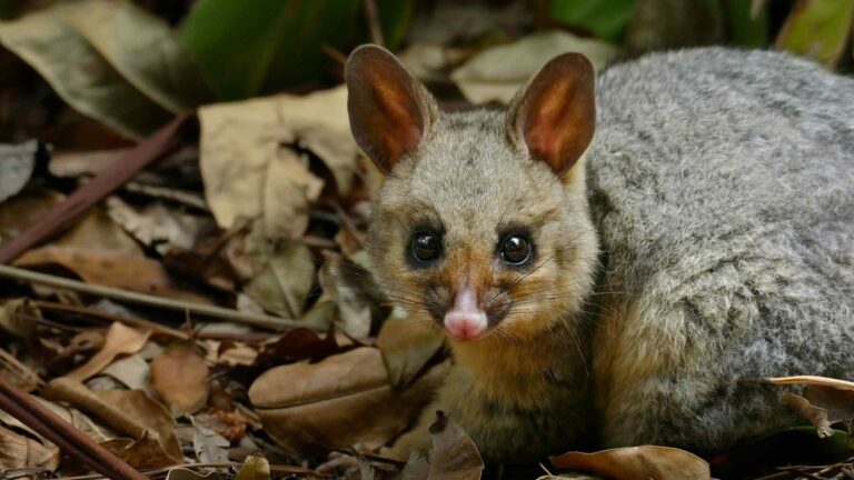Strange animal rediscovered in Papua