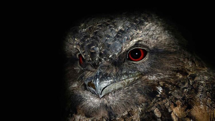 Mysterious bird impacted by lunar cycles