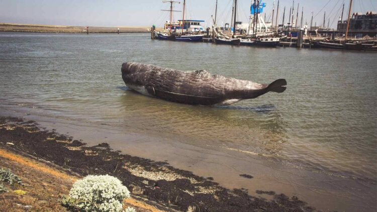 Starving gray whales are seeking refuge in San Francisco Bay, and scientists say the death toll is only growing 1 surfacing gray whale