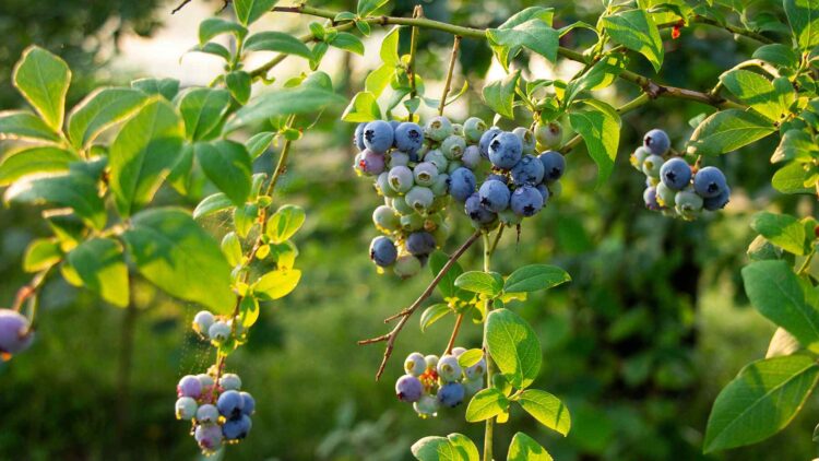 Maine berries