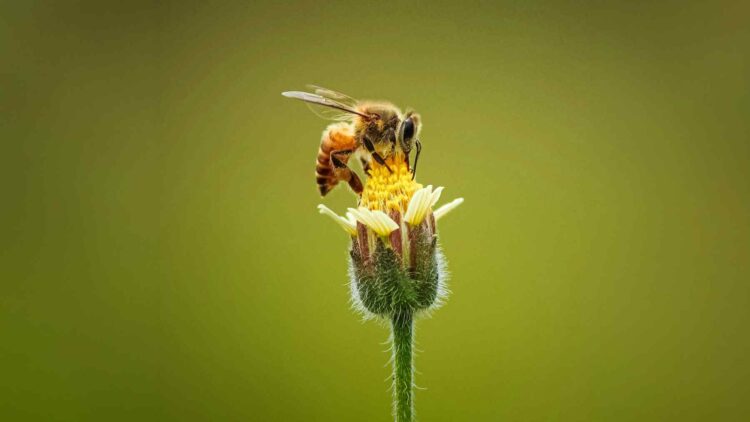 MIT's "artificial bee" just shattered every robotic flight record and researchers say it could one day pollinate our crops 1 Artificial bee