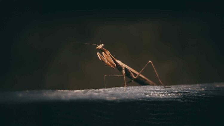 Crickets caught tending their own wounds have scientists rethinking what insects actually feel 1 Crickets