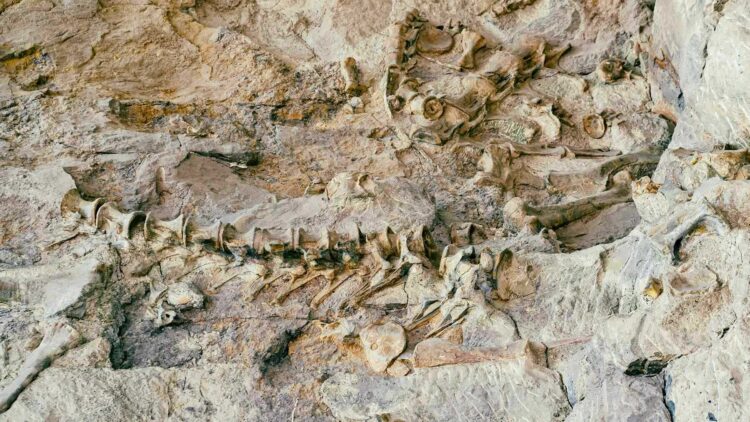 A Denver museum started drilling for geothermal energy expecting underground gas until they uncovered evidence that something had been there 6.75 million years earlier 1 Denver Museum uncovers dinosaur evidence