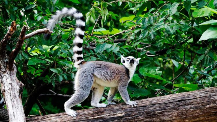 Lemurs share information through social network