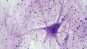 Scientists searched for 120 years to map the sixth sense until organisms in the human stomach began pointing them toward a surprising answer 49 Sixth sense hidden inside our bodies