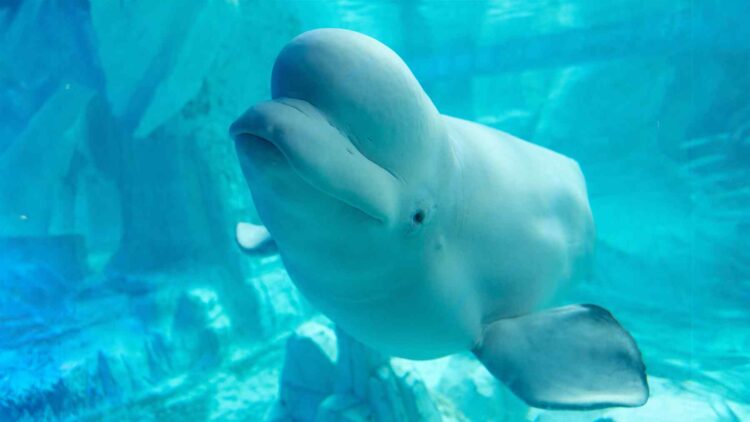Beluga whales