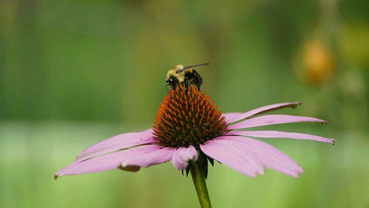 Researchers studying honeybees discovered that some flowers actually move to catch their attention and get pollinated before the ones that stay still 1 Honeybees prefer moving flowers