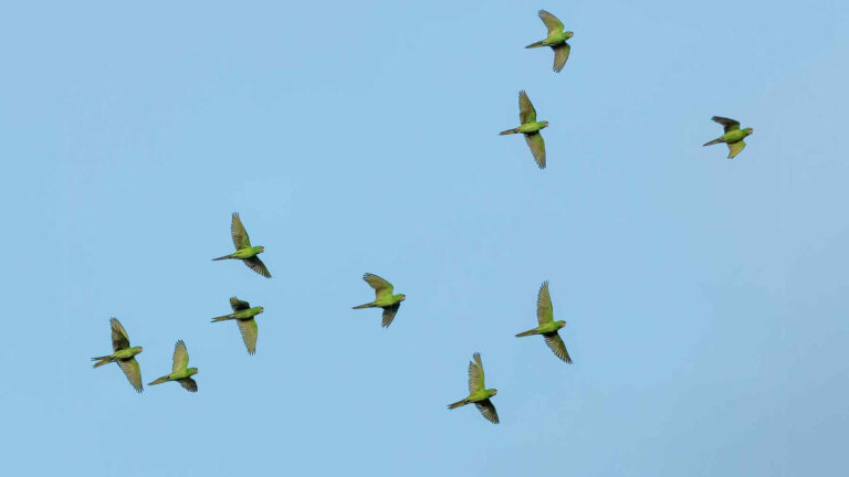 North Carolina marsh hides rare birds
