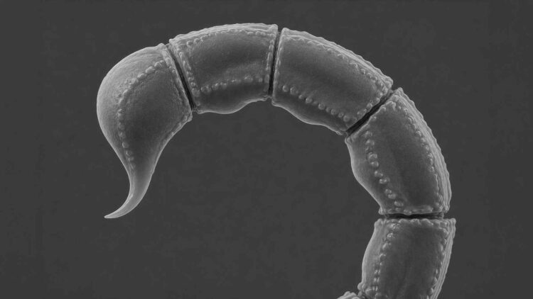 "Fossil worm" brought back to life
