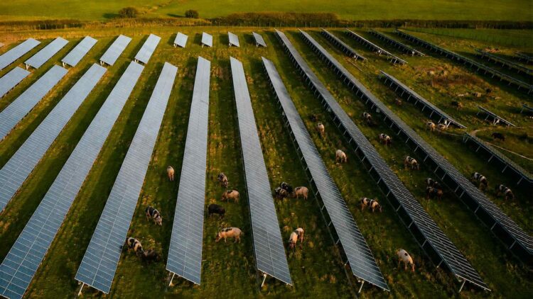 Pigs control weeds at solar farm