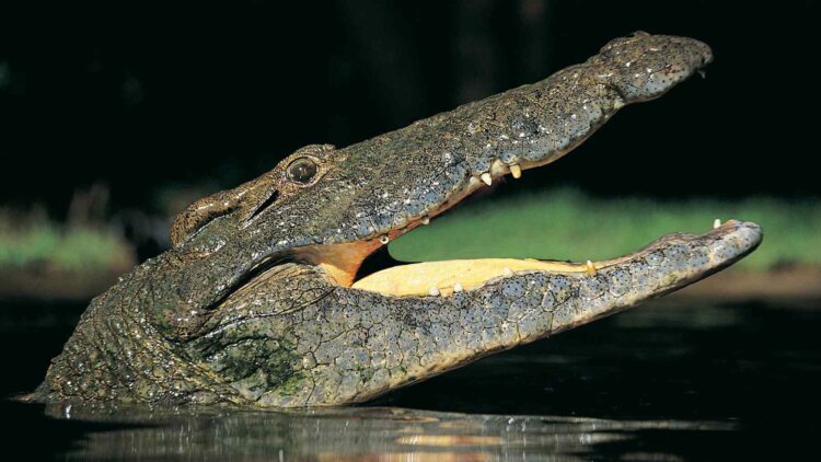 Bizarre crocodile cousin discovered