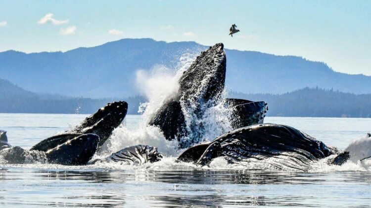Whales flee strange sounds in Pacific