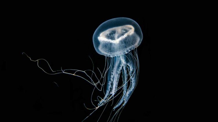 8. INTERNAL Lurking near Singapore s Island of Death a new species of deadly box jellyfish has finally been identified