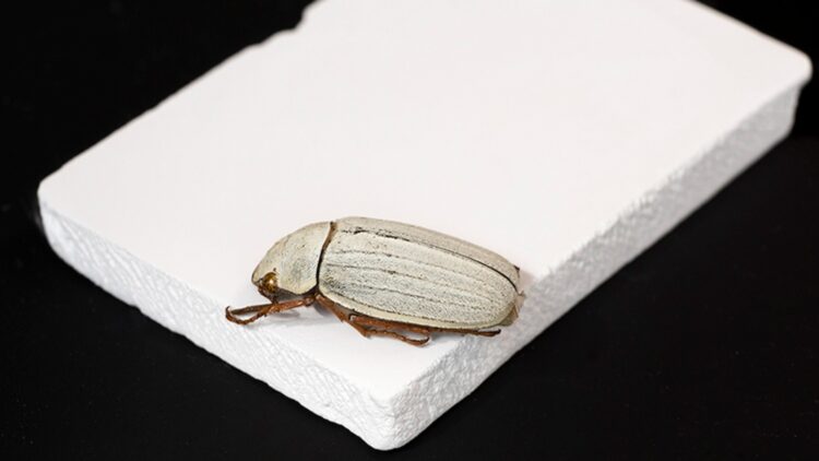Sunlight, beetle