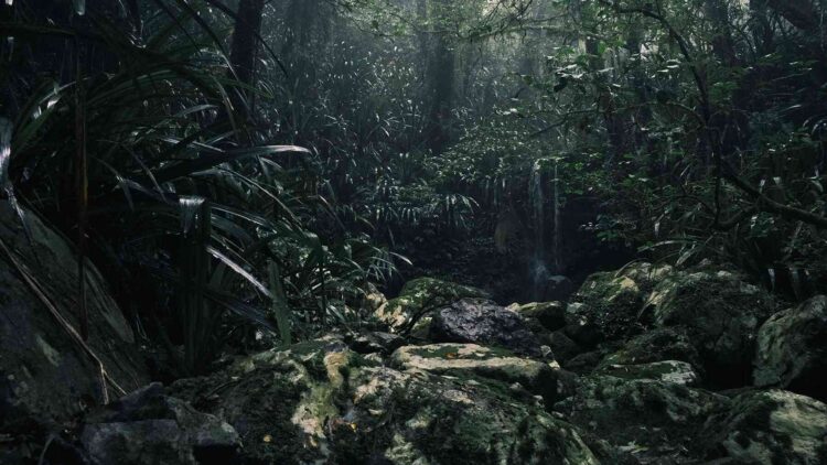 Bone-cracking sounds have echoed through Argentina's Andean forests every night for centuries and researchers just discovered what is making them 1 12. INTERNAL Bone—cracking sounds have echoed through Argentinas Andean forests every night for centuries and researchers just discovered what is making them