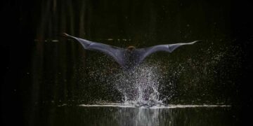 15. INTERNAL Bat—inspired drone wings that ditch the vortex could make hovering flight far more efficient scientists find