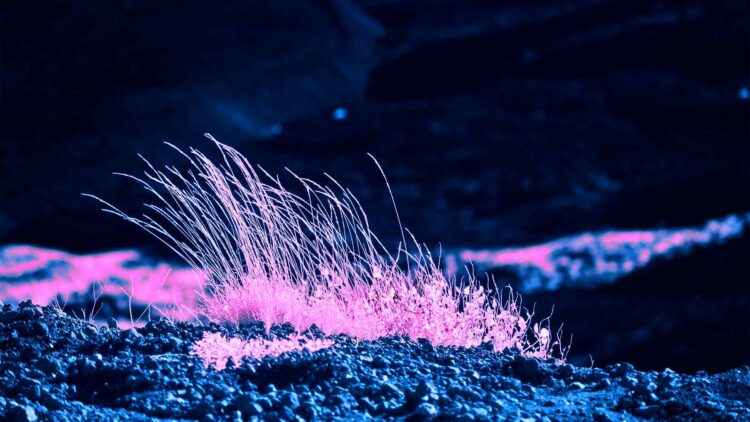 Researchers found a way to make wave-disturbed sea algae glow for 25 minutes and printed their living light into lamps 1 22. INTERNAL Researchers found a way to make wave disturbed sea algae glow for 25 minutes and printed their living light into lamps