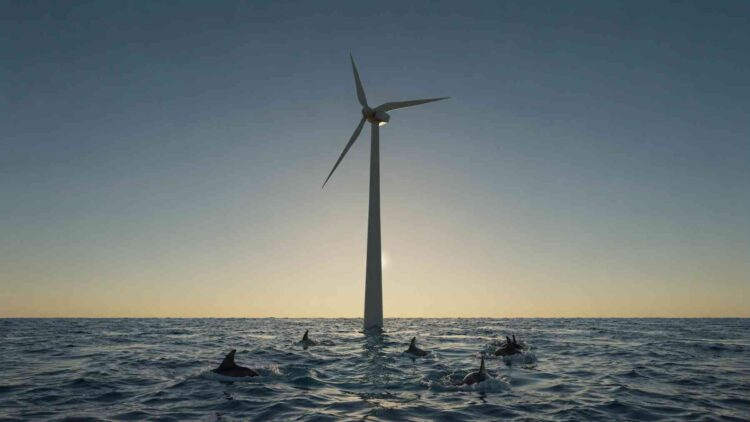 A group of porpoises fell silent when a wind farm was built in their habitat, and years later they still have not found their voice 1 Porpoise