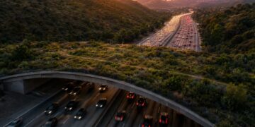 America freeway animals