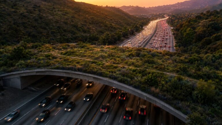 America freeway animals