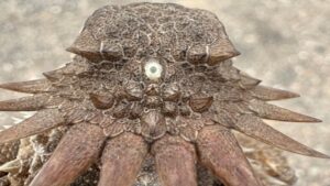 Human eyes evolved from a single-eyed worm that crawled the seafloor 600 million years ago, scientists now confirm 19 single-eyed worm ancestor