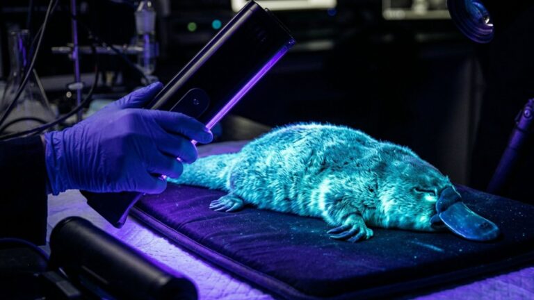 Scientists ultraviolet animal