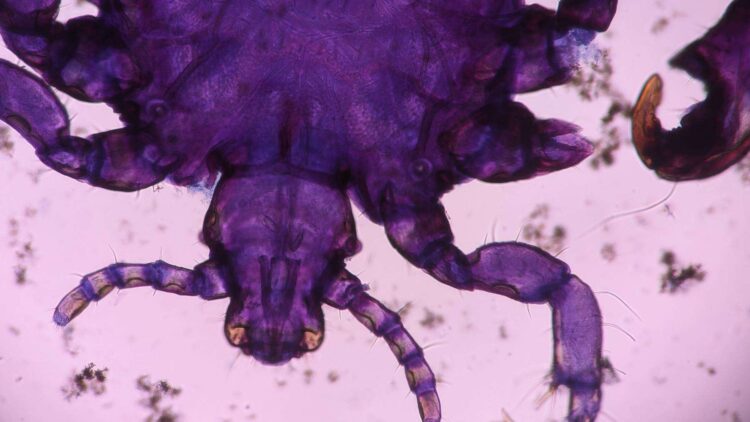 Eradicated in the 1970s, a flesh-eating parasite has just turned up in a Texas calf — and cattle officials are alarmed 1 File image of a parasite